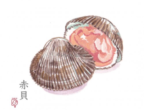 大寒の旬：赤貝