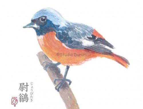 大寒の旬：尉鶲 ジョウビタキ